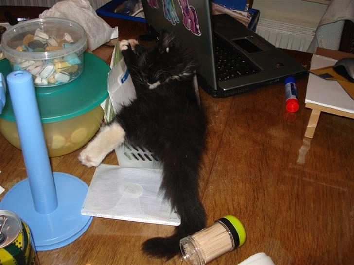 Maine Coon Twinner *RIP* - Kan godt li at sove sådan her men kurvene krymper billede 9