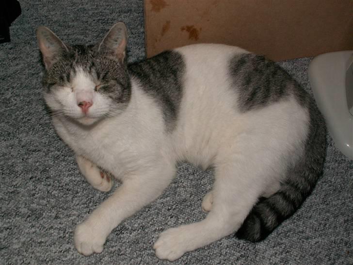 Huskat Tom - Så sluk da for den blitz! *fjols* billede 2