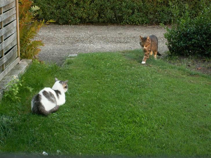 Huskat Tom - Ingen adgang her, fister! billede 5