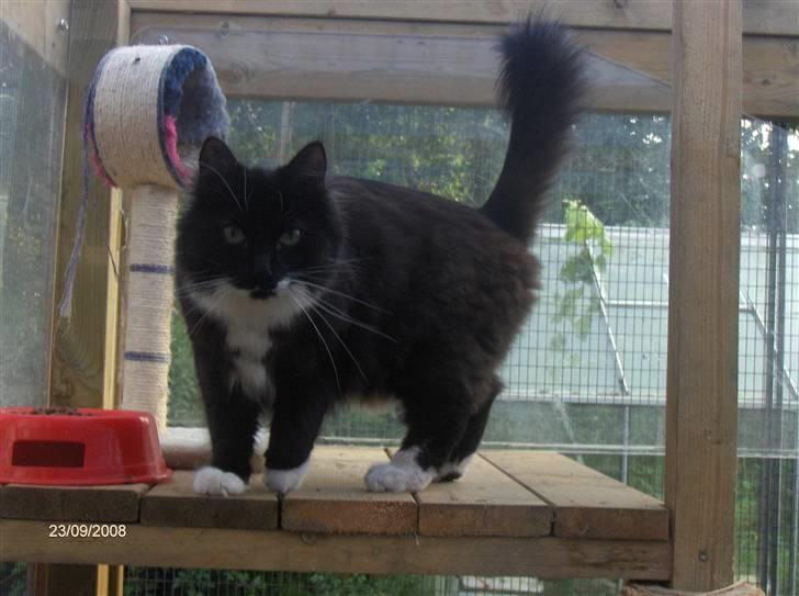 Blanding af racer Mister rip 5/8-09 - Hej det er mig der er Mister billede 1