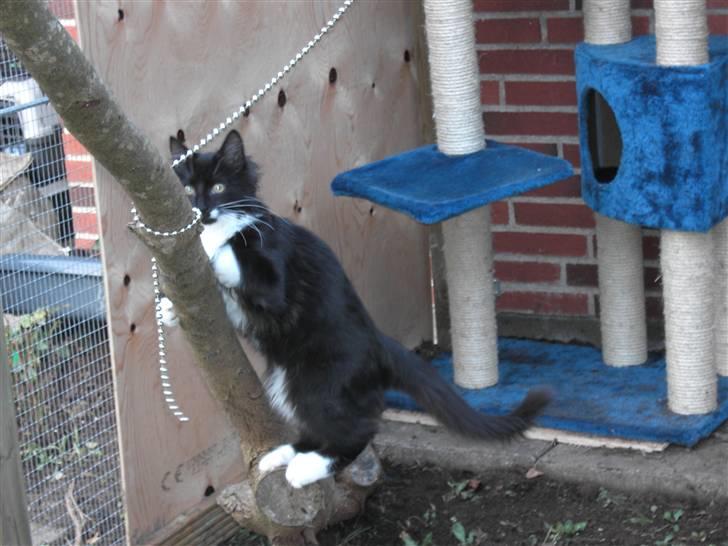 Blanding af racer Mister rip 5/8-09 billede 2