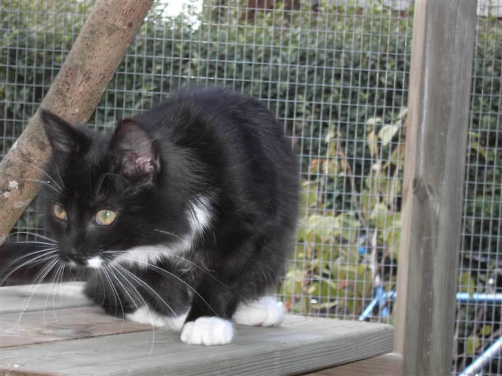 Blanding af racer Mister rip 5/8-09 billede 3