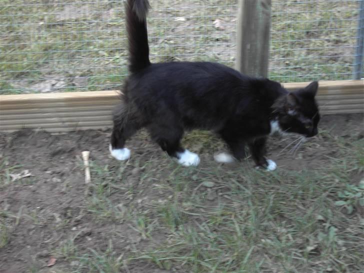 Blanding af racer Mister rip 5/8-09 billede 4