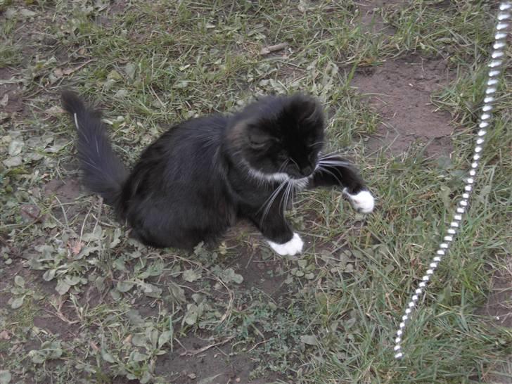 Blanding af racer Mister rip 5/8-09 - den er så sjov at lege med billede 5