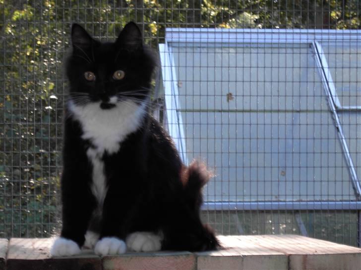 Blanding af racer Mister rip 5/8-09 billede 6