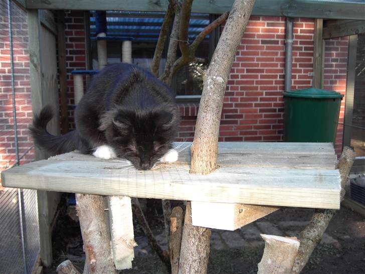 Blanding af racer Mister rip 5/8-09 billede 7