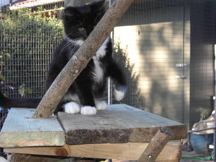 Blanding af racer Mister rip 5/8-09 - kan du se mig billede 8