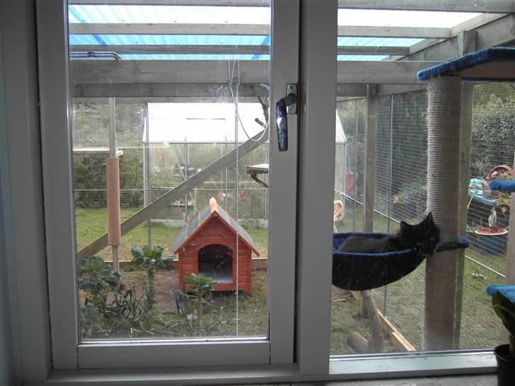 Blanding af racer Mister rip 5/8-09 - jeg kan ligge og kigge ind billede 11