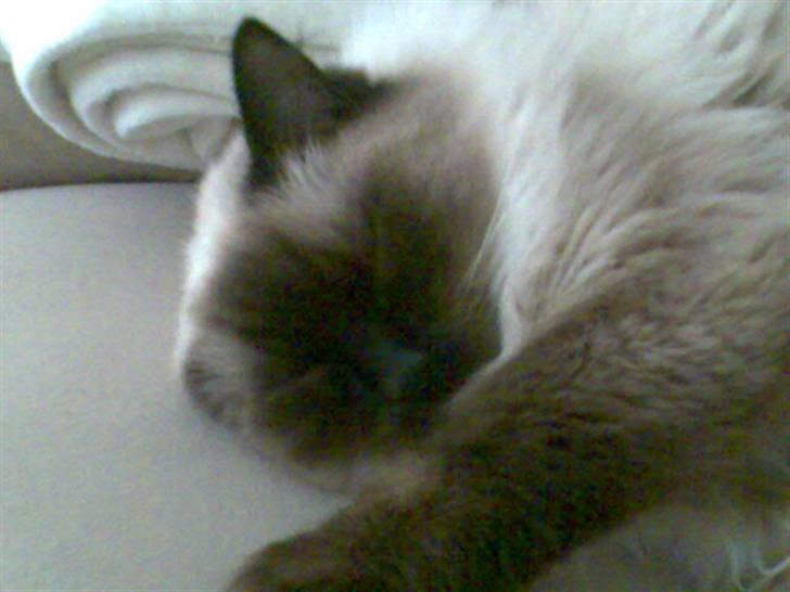 Ragdoll Furby billede 5