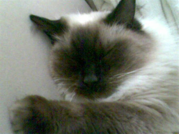 Ragdoll Furby billede 6