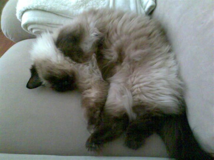 Ragdoll Furby billede 7