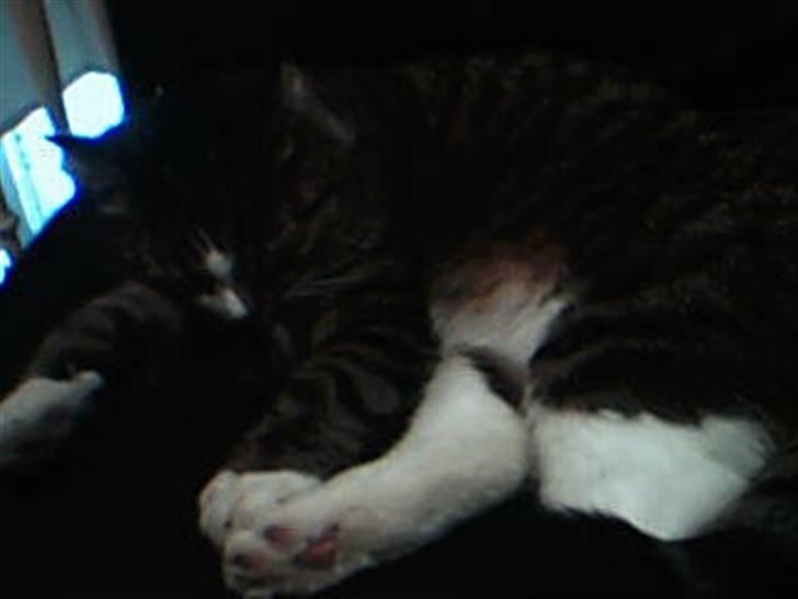 Huskat Æsel - ZzZzZzZz billede 10