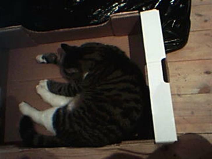 Huskat Æsel billede 11