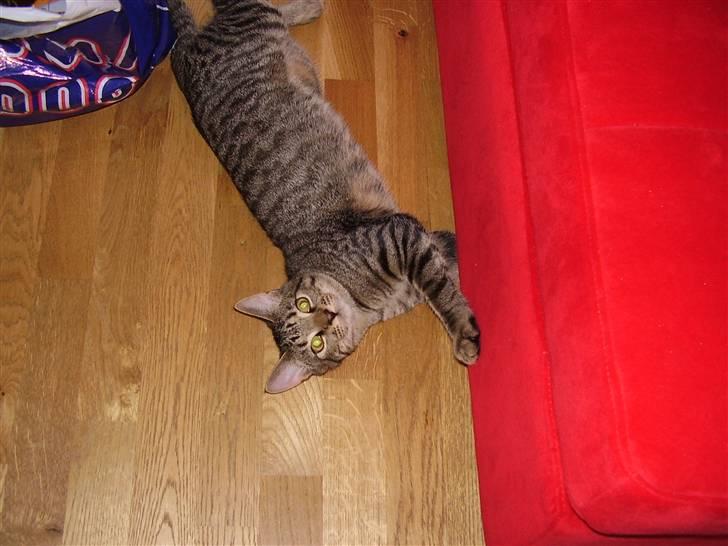 Huskat Pjevs - DøD :'( - See hvor fin jeg r. Pjevs næsten 6 måneder. billede 7