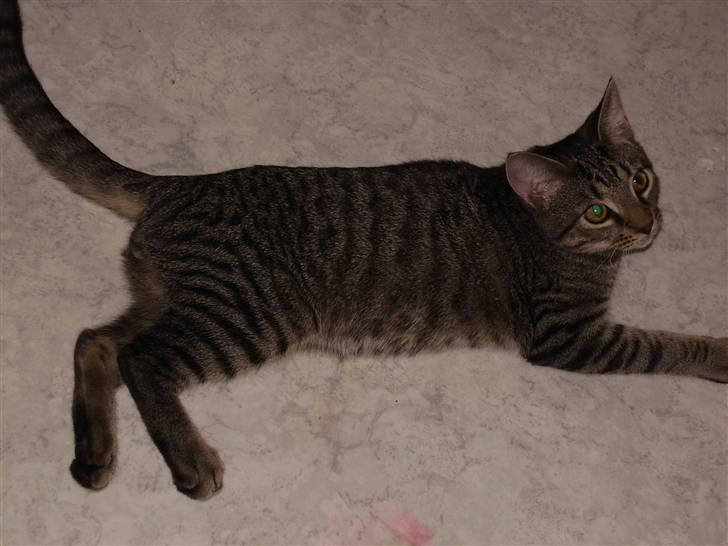 Huskat Pjevs - DøD :'( - Jeg ligger mig klar til at angribe Perle. billede 8