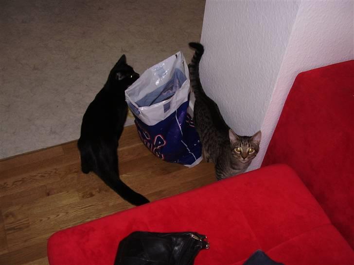 Huskat Pjevs - DøD :'( - Mig og Perle leger, men jeg ville lige smile til kameraet. billede 9