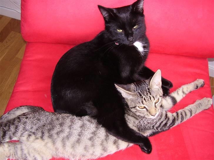 Huskat Pjevs - DøD :'( - Pjevs og Perle ! billede 10