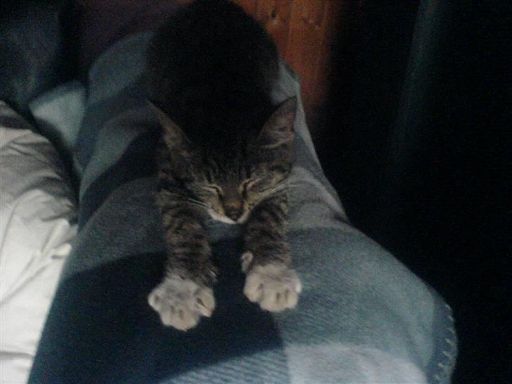 Huskat Dumle billede 19