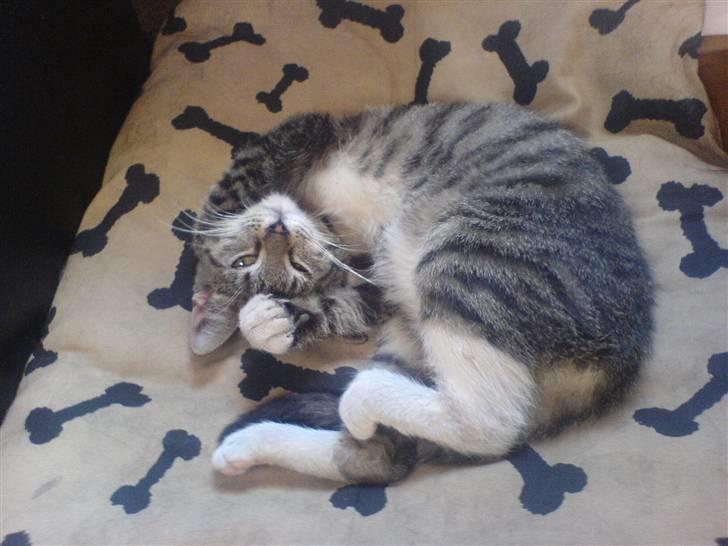 Huskat Dumle - hvor er jeg bare lækker XD billede 20