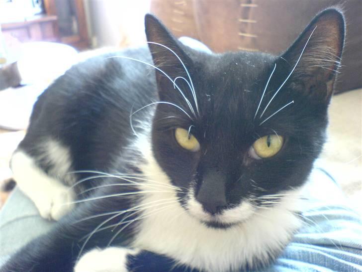 Huskat Karoline - Hej jeg hedder karoline, velkommen til min profil! billede 1