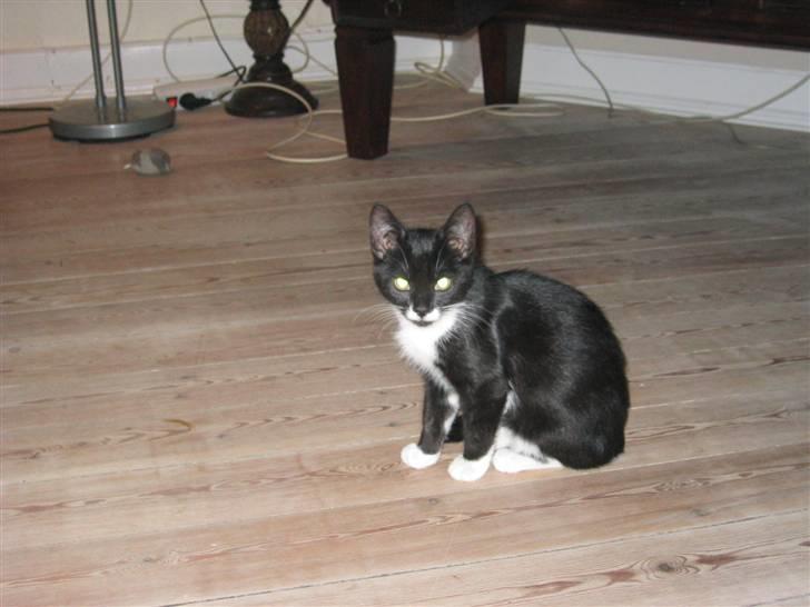 Huskat Karoline - Karoline som killing billede 2