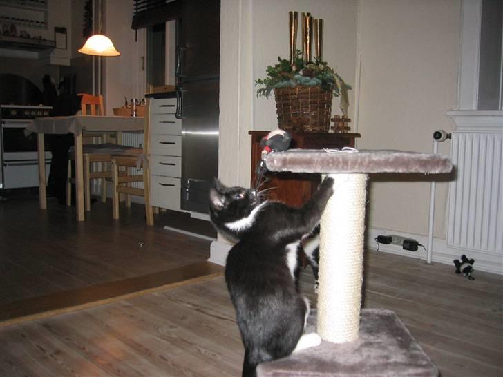 Huskat Karoline - Karoline som killing på kradsetræet billede 3