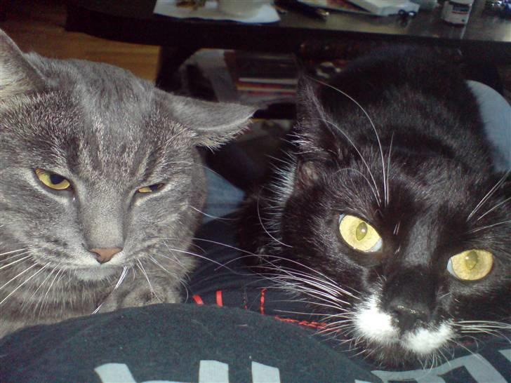 Huskat Karoline - Putte dyret! billede 4