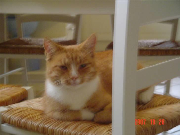 Blanding af racer fijola - fijola med misser i maven. 2007 billede 9