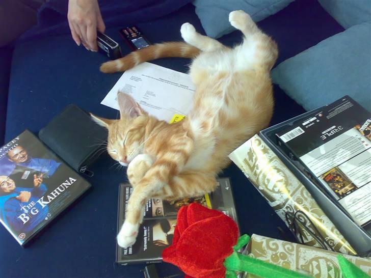 Blanding af racer Semba *R.I.P.* - Lad mig være, jeg er træt! billede 2