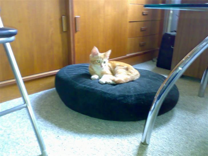 Blanding af racer Semba *R.I.P.* - Min hyggepude! billede 3