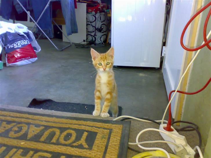 Blanding af racer Semba *R.I.P.* - Her er jeg lige ankommet... billede 4