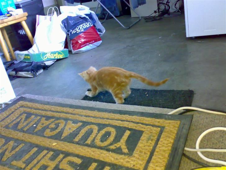 Blanding af racer Semba *R.I.P.* - Et nyt og spændende sted... Skal jeg bo her? ;o) billede 5