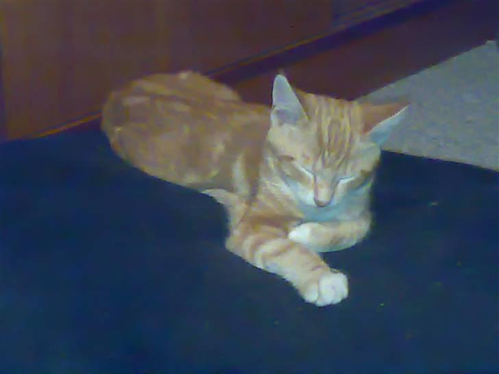 Blanding af racer Semba *R.I.P.* - Jeg elsker min pude! billede 6