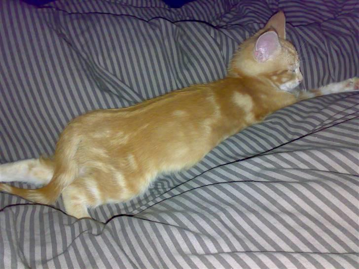 Blanding af racer Semba *R.I.P.* - Se det er jeg god til... At flade helt ud... billede 7