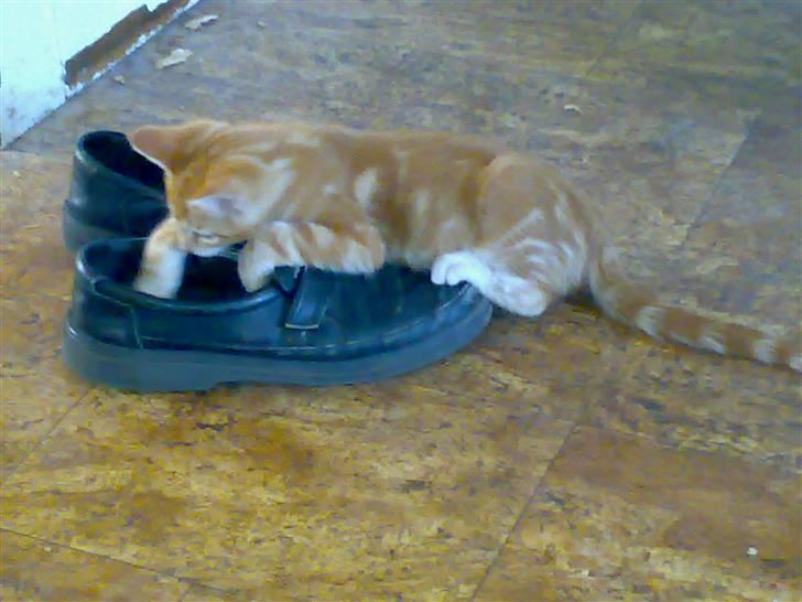 Blanding af racer Semba *R.I.P.* - Den sko er da også fræk! billede 8