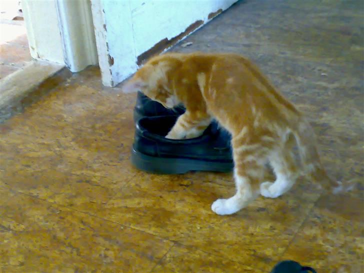 Blanding af racer Semba *R.I.P.* - Hvad gemmer der sig her? Døden fra lübeck? billede 9