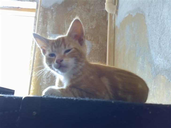 Blanding af racer Semba *R.I.P.* - Du vækkede mig! billede 10