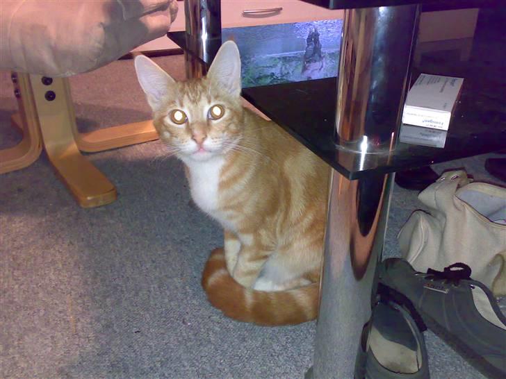 Blanding af racer Semba *R.I.P.* - Se mig, sådan er jeg idag... Stor og godt tilfreds...! billede 11