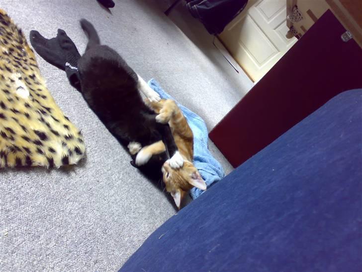 Blanding af racer Semba *R.I.P.* - Her slås jeg så med min "søster" Mille... Det er altid sjovt... billede 12