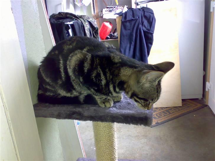 Huskat Piv! *R.I.P.* - Hvad dufter der af her? Kat? billede 2