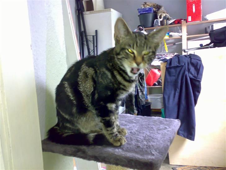 Huskat Piv! *R.I.P.* - Gab jeg er træt...  billede 3