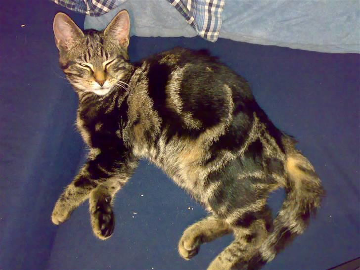 Huskat Piv! *R.I.P.* - Lad mig nu bare sove! billede 4