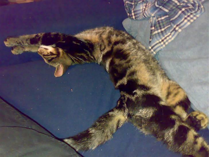 Huskat Piv! *R.I.P.* - Længere... Længere... Længere...  billede 5