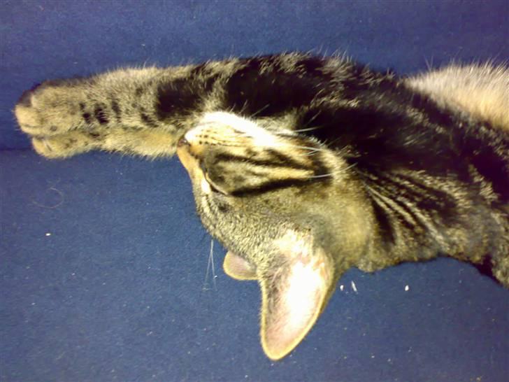 Huskat Piv! *R.I.P.* - Tror du jeg sover... Jep! billede 6