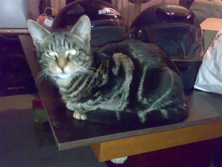 Huskat Piv! *R.I.P.* - Ser jeg ikke lidt James Bond agtig ud sådan her, come on? billede 8