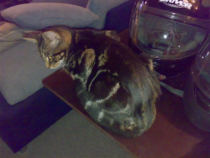 Huskat Piv! *R.I.P.* - Hvad har vi der? En kat mrer...! billede 9