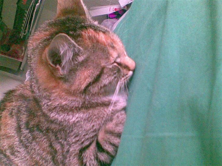 Huskat belle - får mig lige en "morfar" billede 3