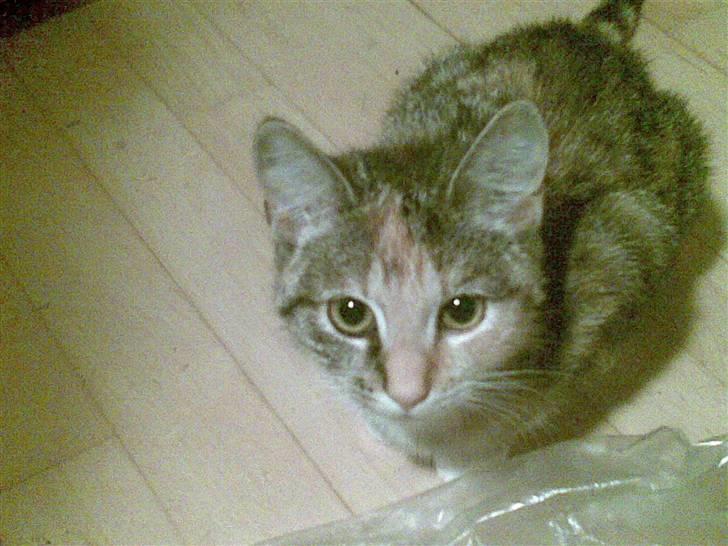 Huskat belle - venter på min mad billede 5