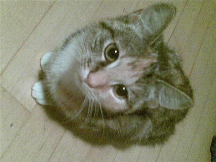 Huskat belle - kom nu med maden mor billede 6