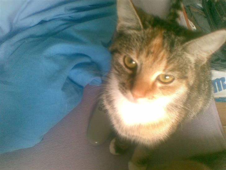 Huskat belle - uhh jeg fårsolen i øjnene billede 8